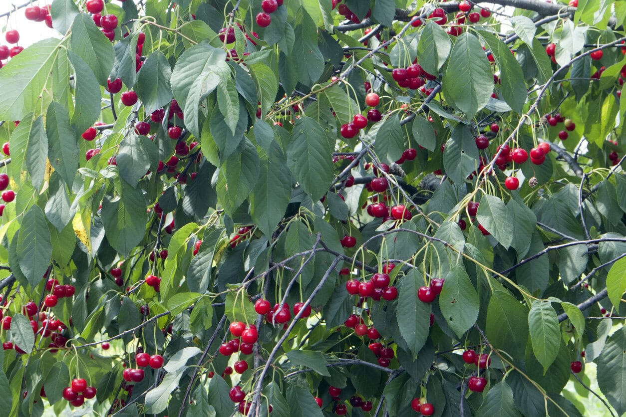 Kirschbaum