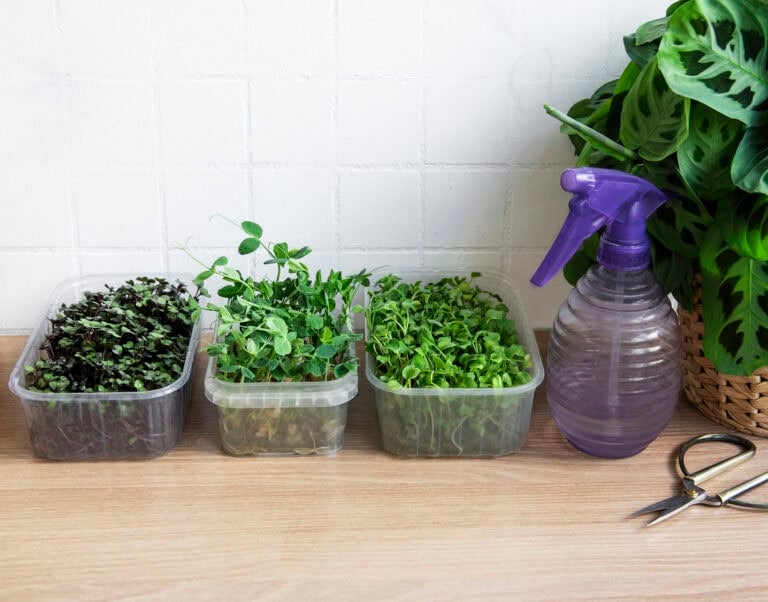 11 Microgreens You Can Grow Indoors & Harvest In Under 2 Weeks