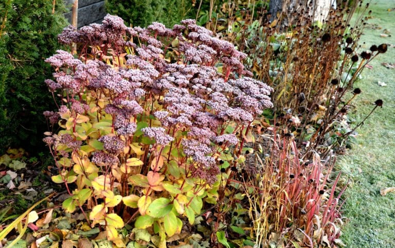 Which Plants to Fertilize Before Winter (And Which to Skip)