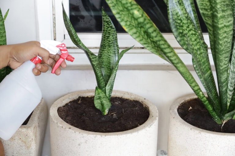 Houseplant Winter Watering Schedule: The Right Frequency for Each Plant