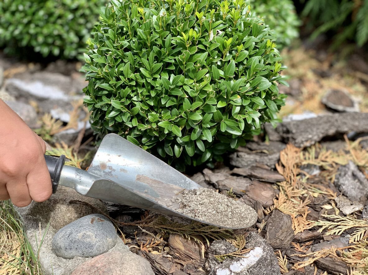 Fertilizing boxwood