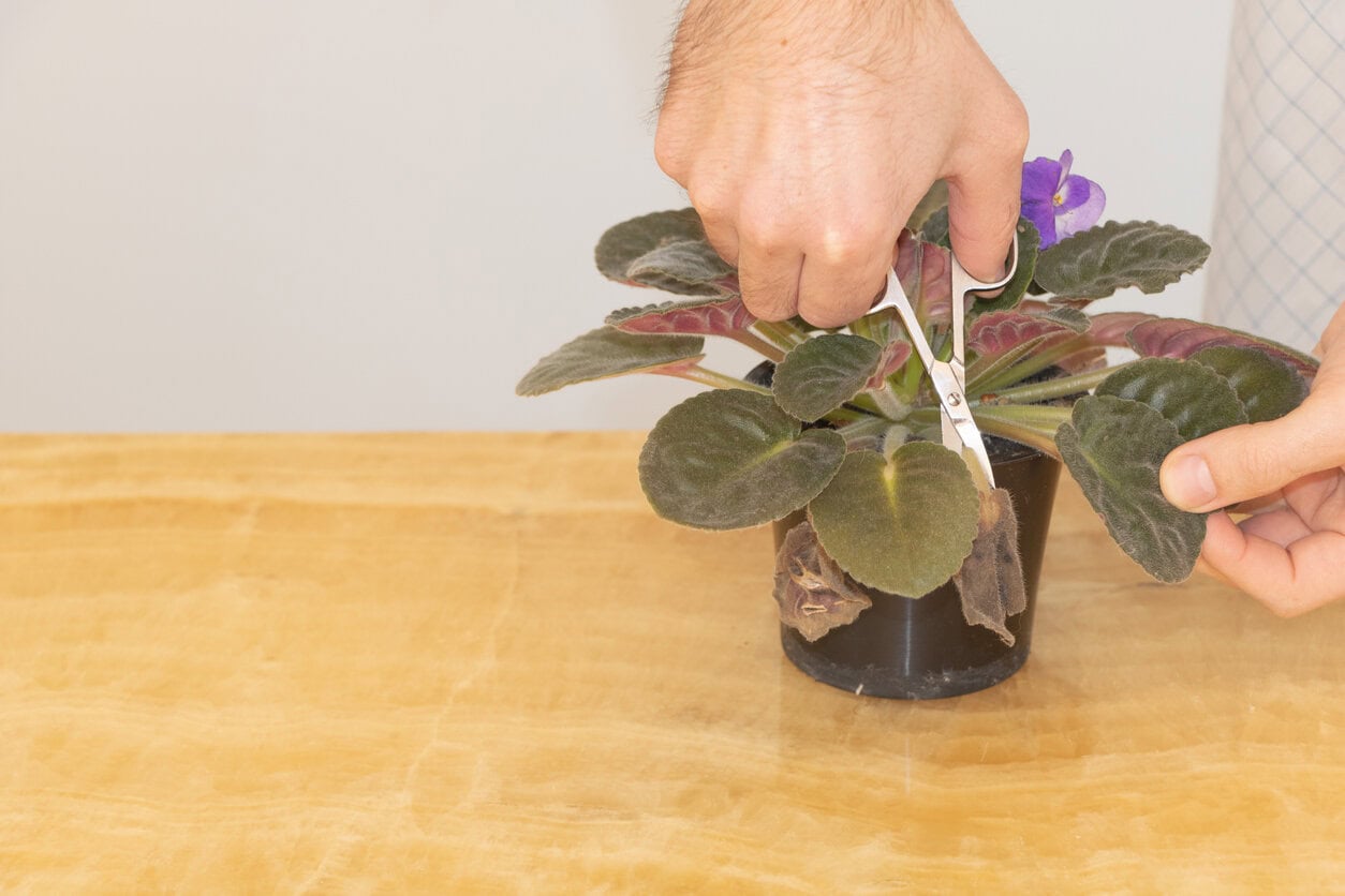 Prunign African violet