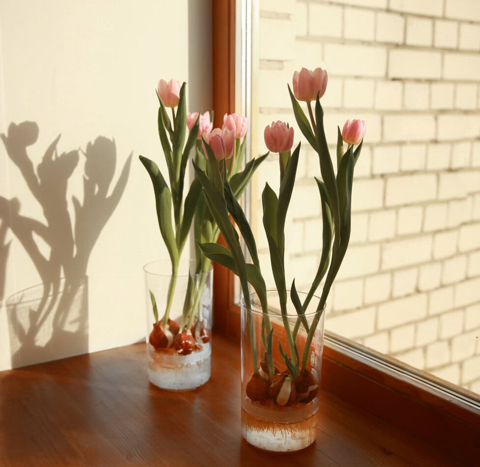 pink tulips bulbs