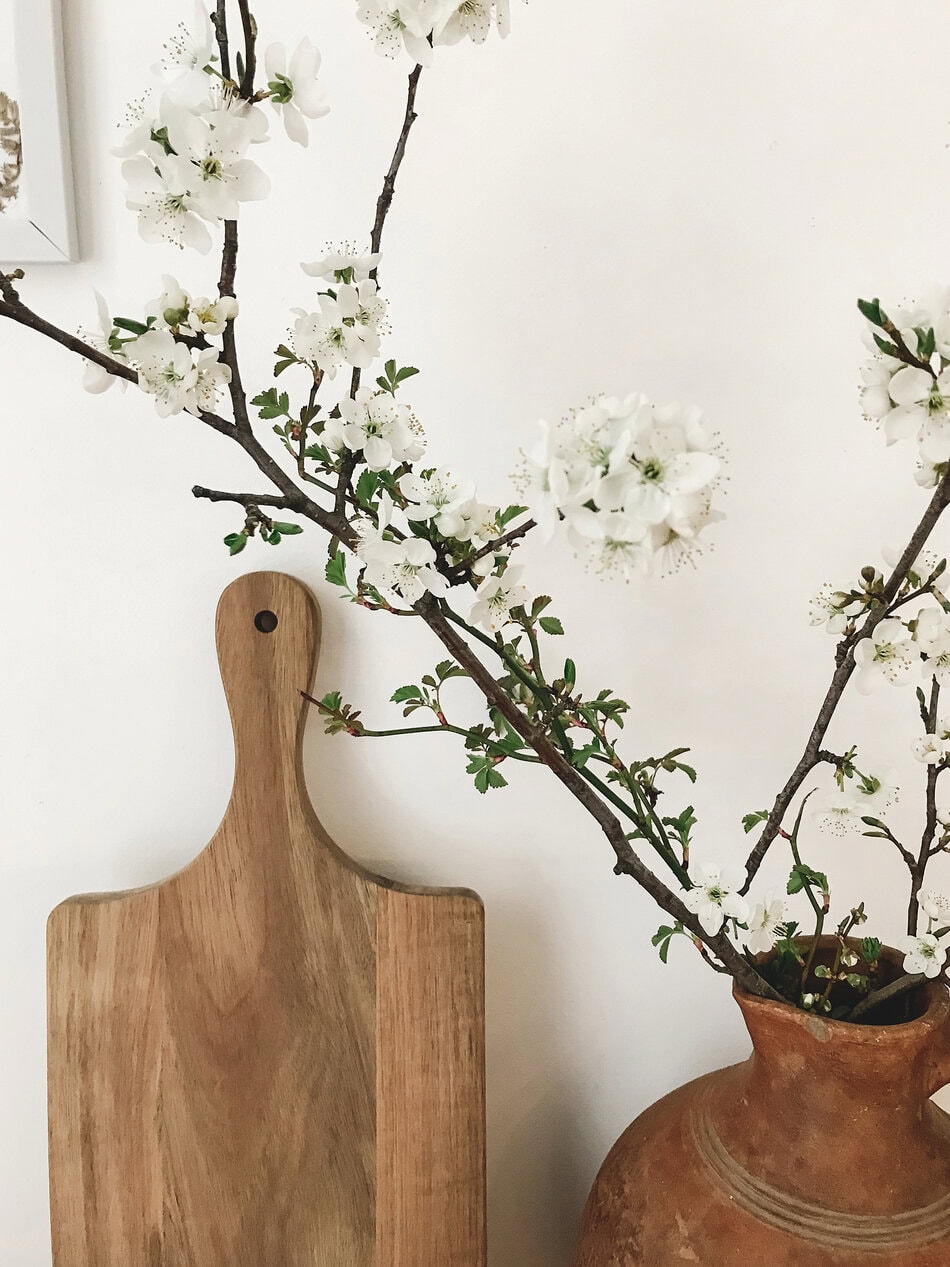 Blooming cherry branch in rustic vase