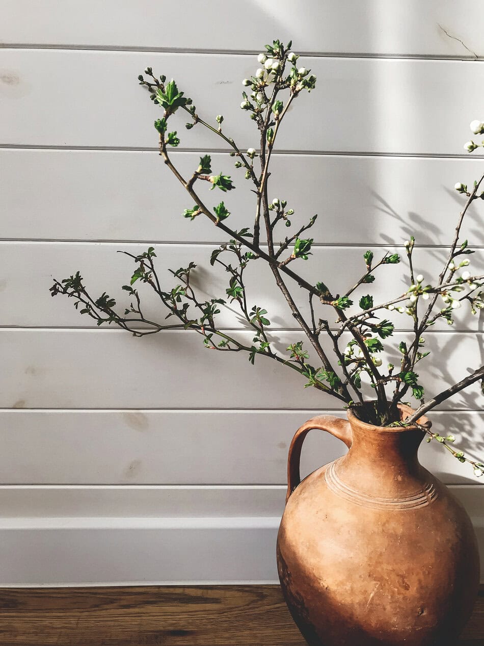 Blooming cherry branch in rustic vase