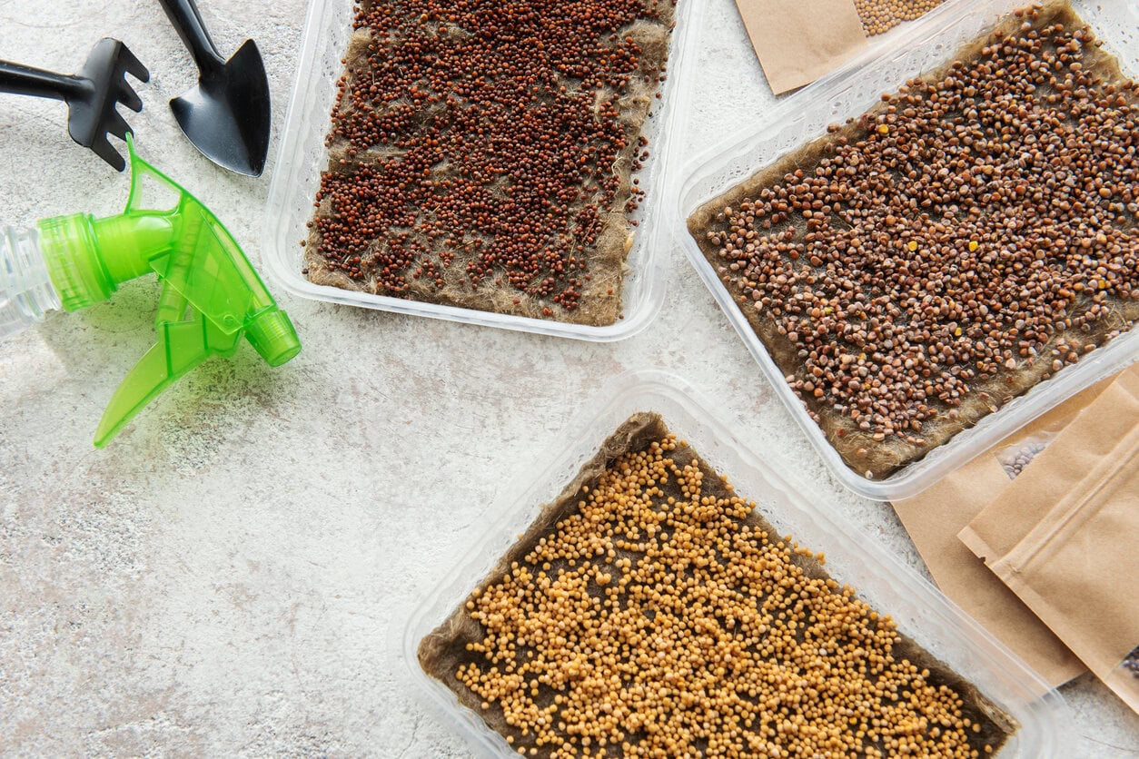 Microgreen seeds in paper bags and microgreen sowing