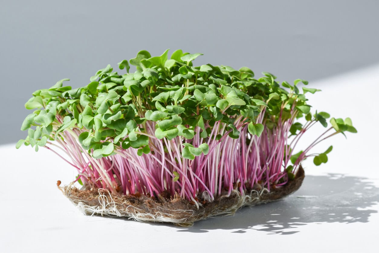 Kohlrabi microgreens