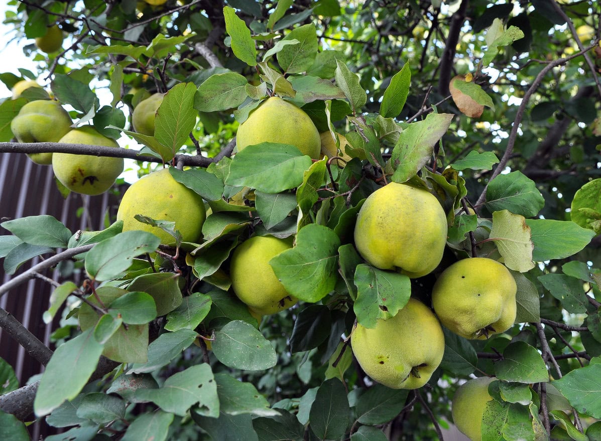 Quince tree