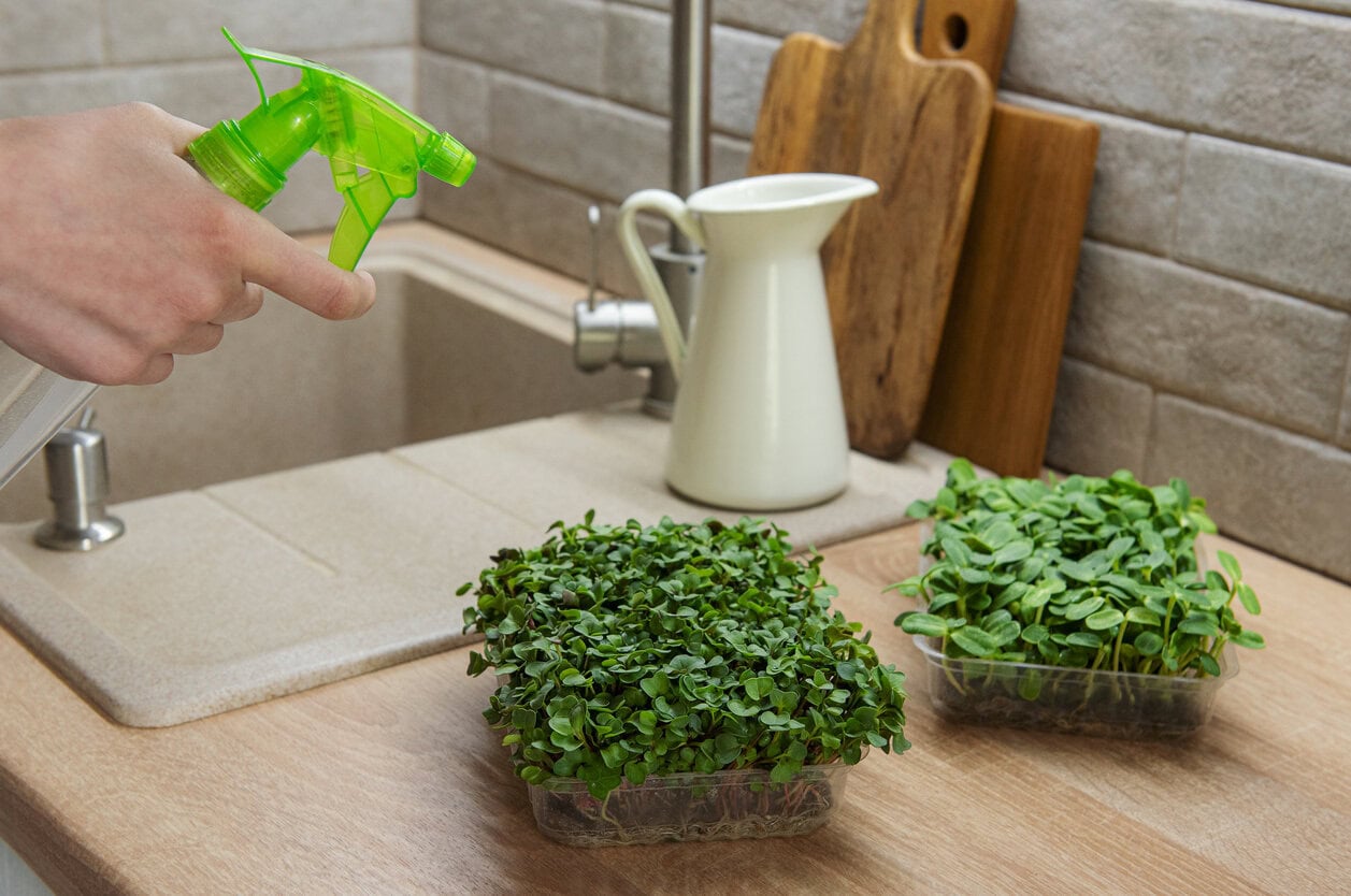 microgreens on table