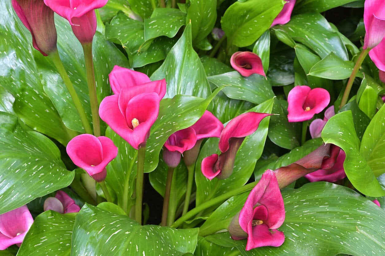 Tender Calla Lilly (Zantedeschia rehmannii)