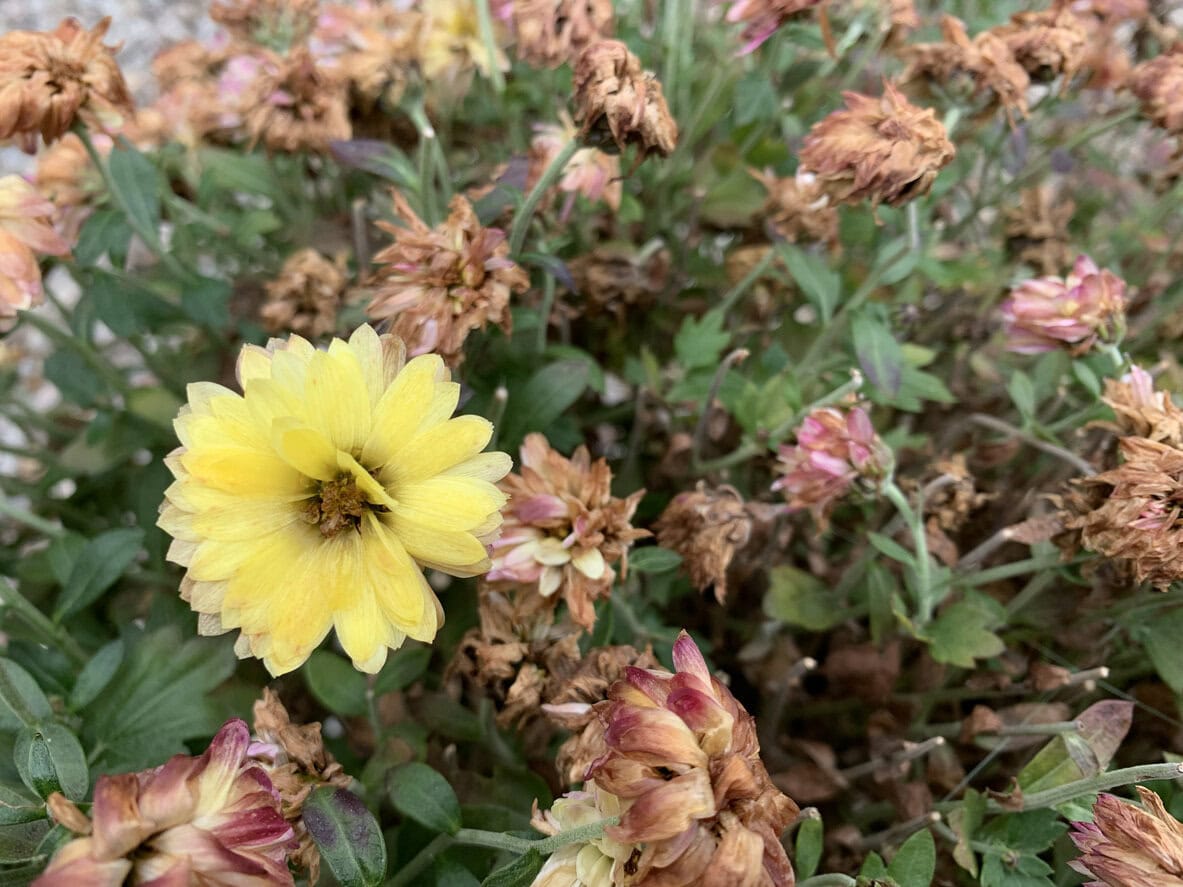 Drying Chrysanthemum