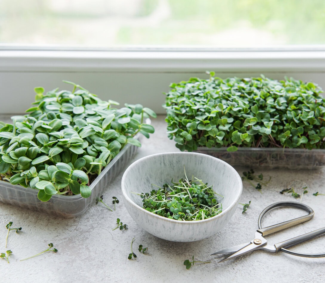 microgreens on table
