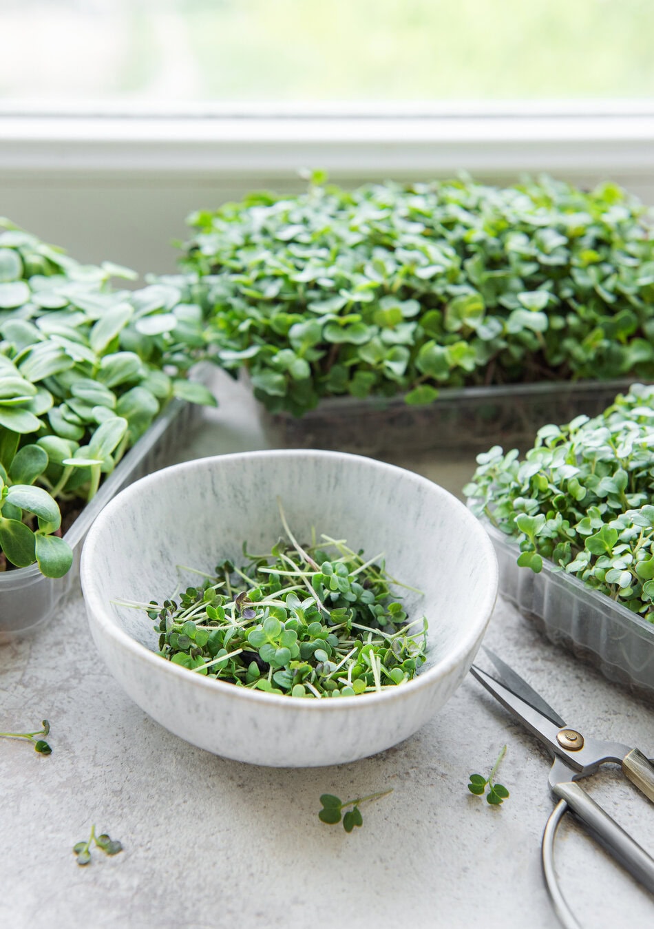 microgreens on table