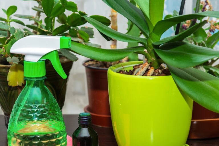Houseplants You Can Fertilize in Winter (And the Ones You Shouldn’t Touch)