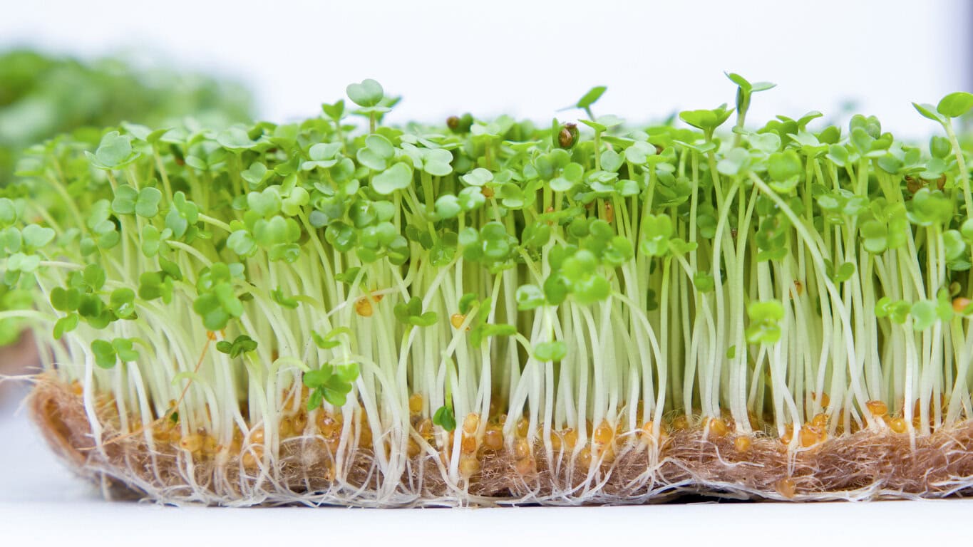 arugula microgreens