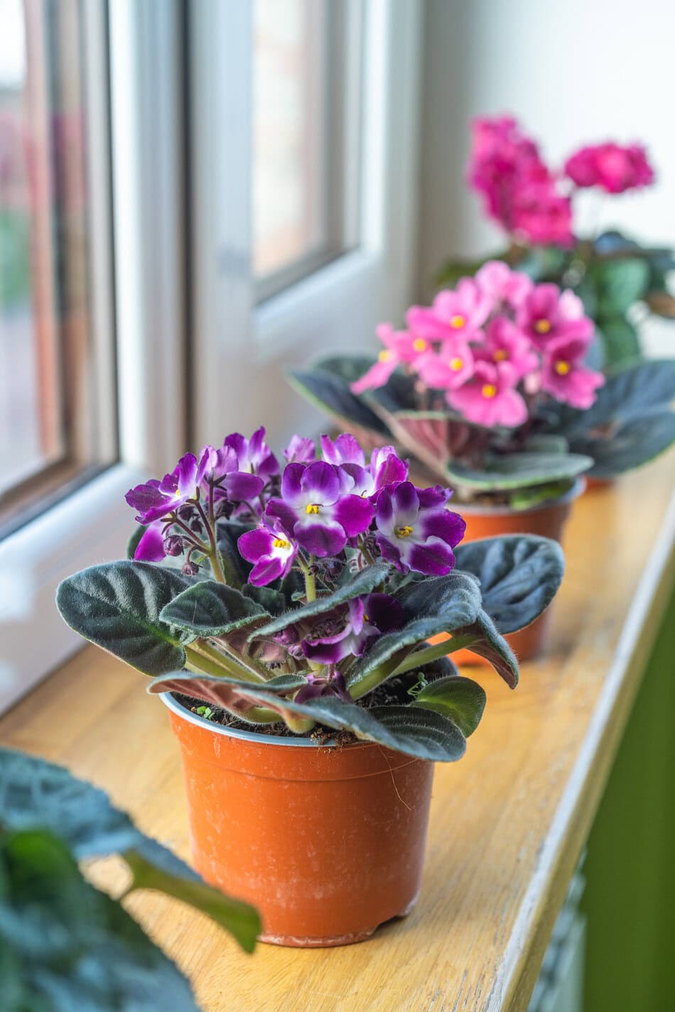 African violet