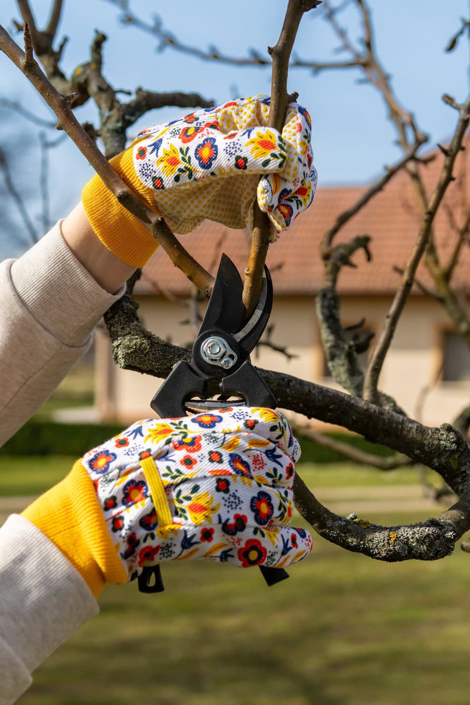 Pruning apple tree