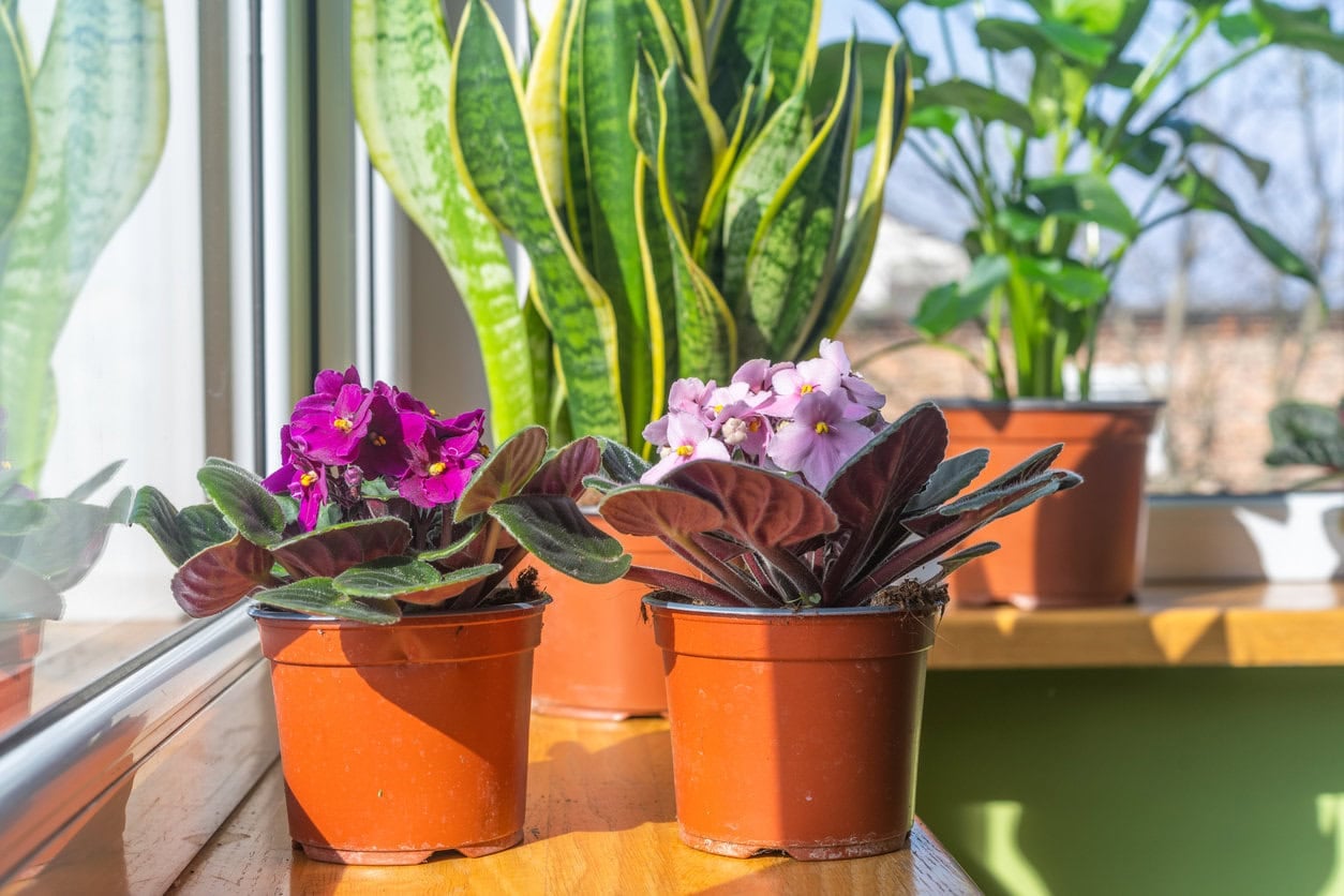 African violet on the windowsill