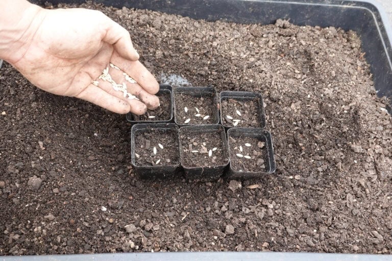 9 Flowers You Can Sow In Winter For A Head Start In Spring
