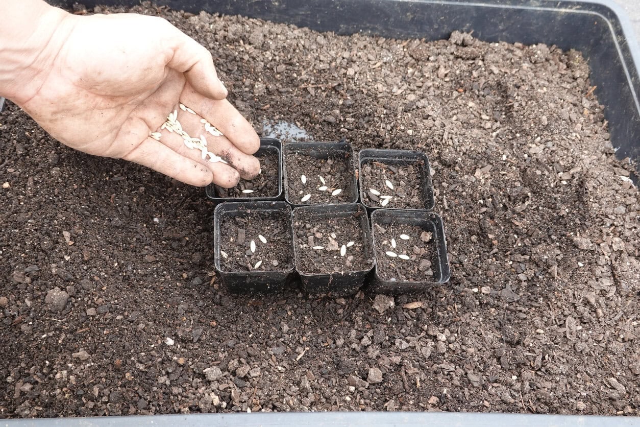 Preparing the seedbed for spring garden plants in backyard