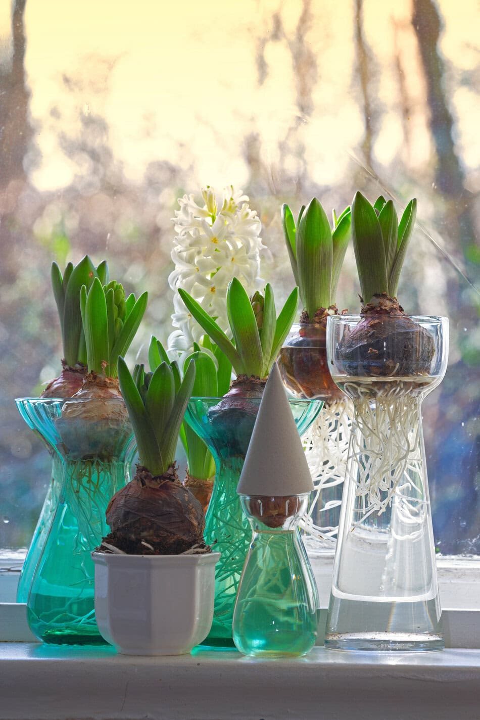Hyacinth bulbs