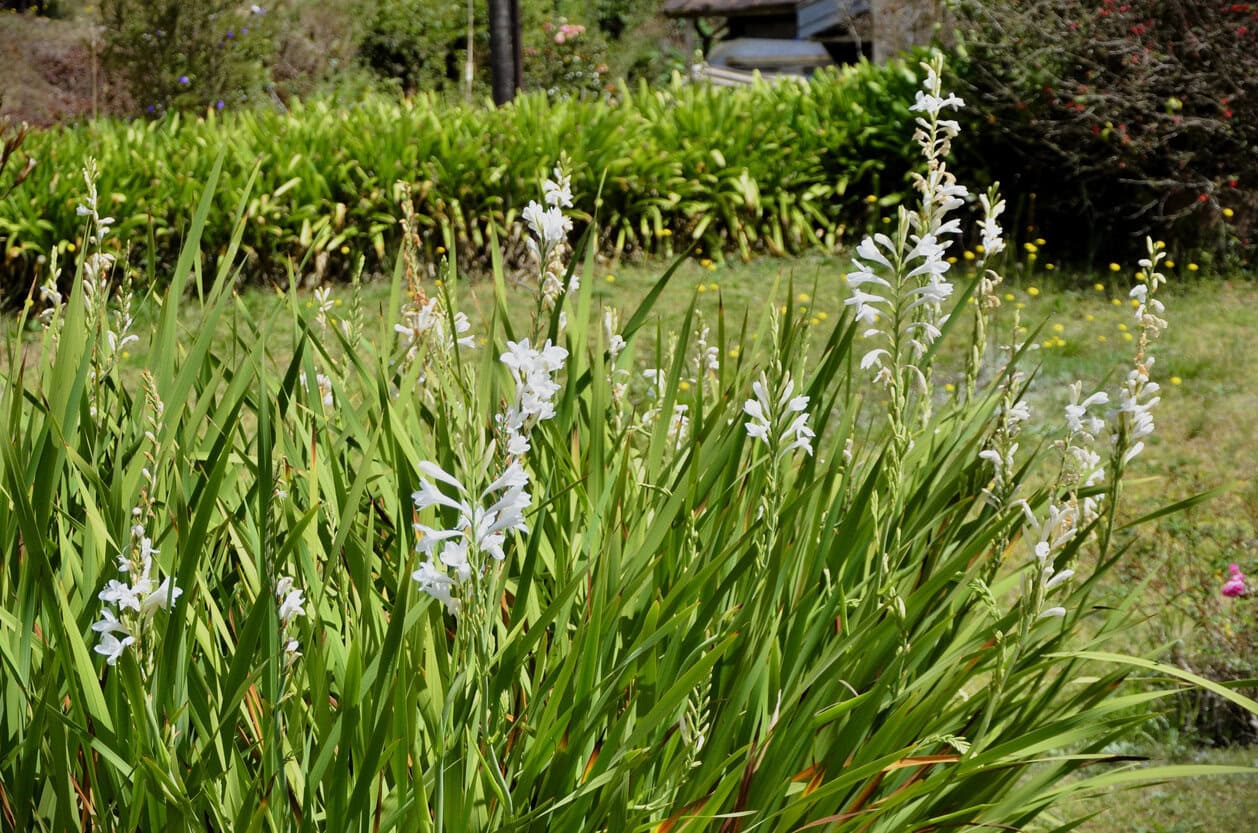 Watsonia Borbonica