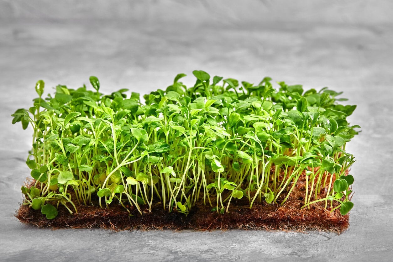 Mustard Green Microgreens