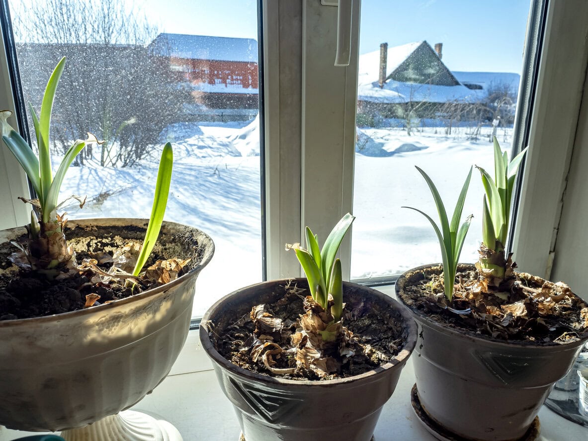 amaryllis blooming in a pot on the windowsill