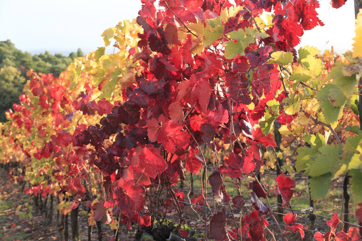Grape Vines