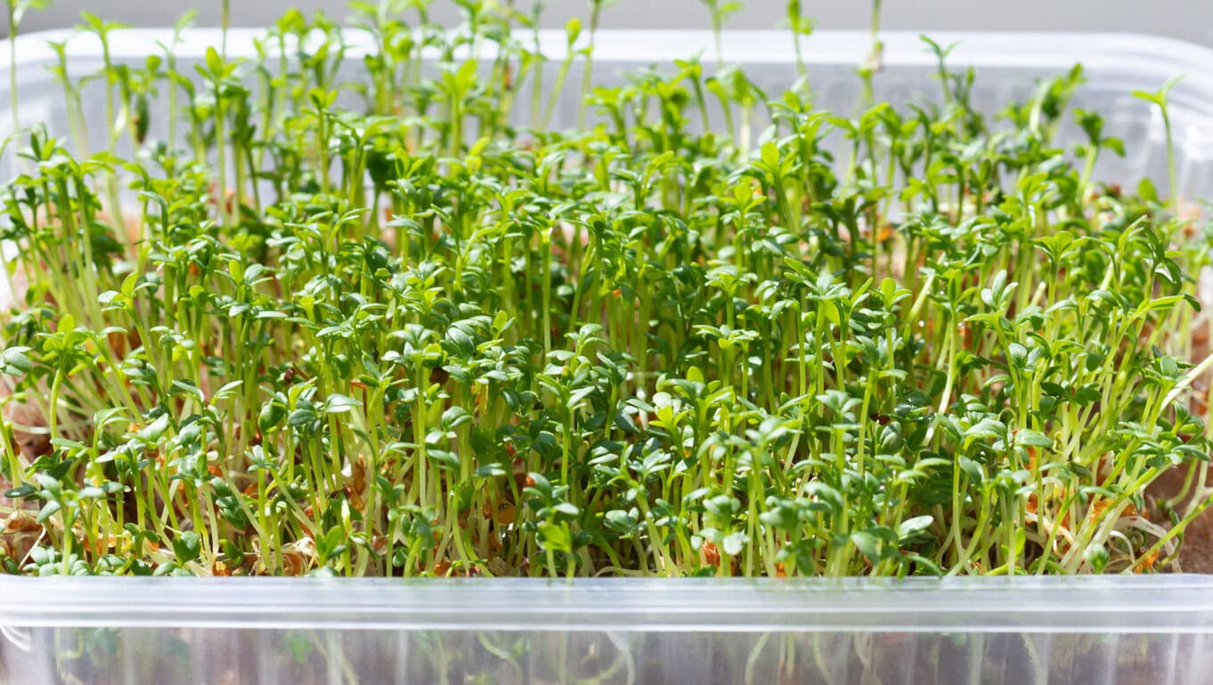 Cress Microgreen