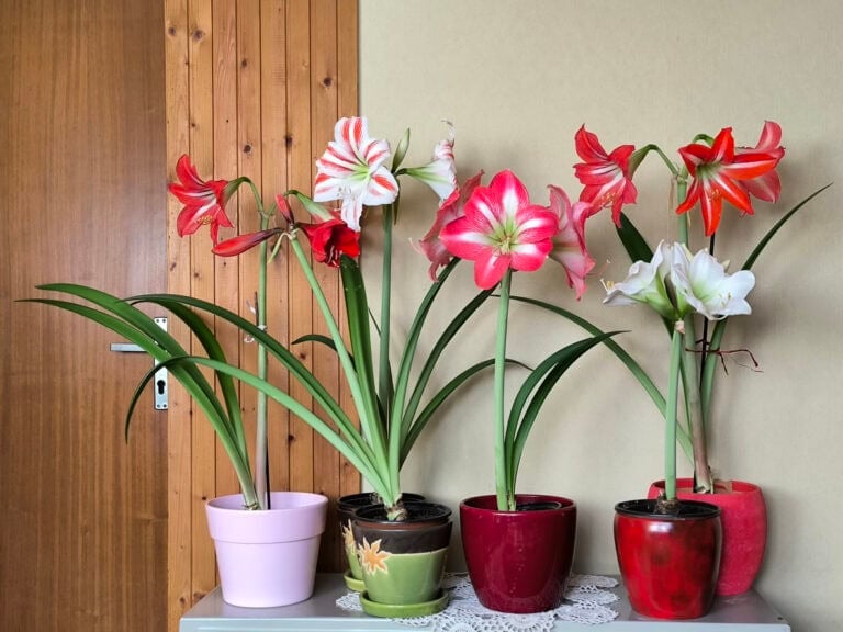 7 Mistakes That Keep Your Amaryllis From Blooming (And How To Fix Them)