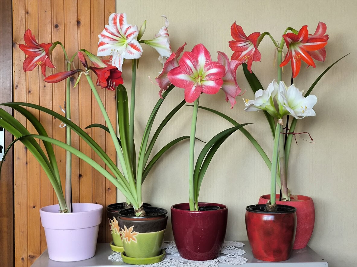Amaryllis