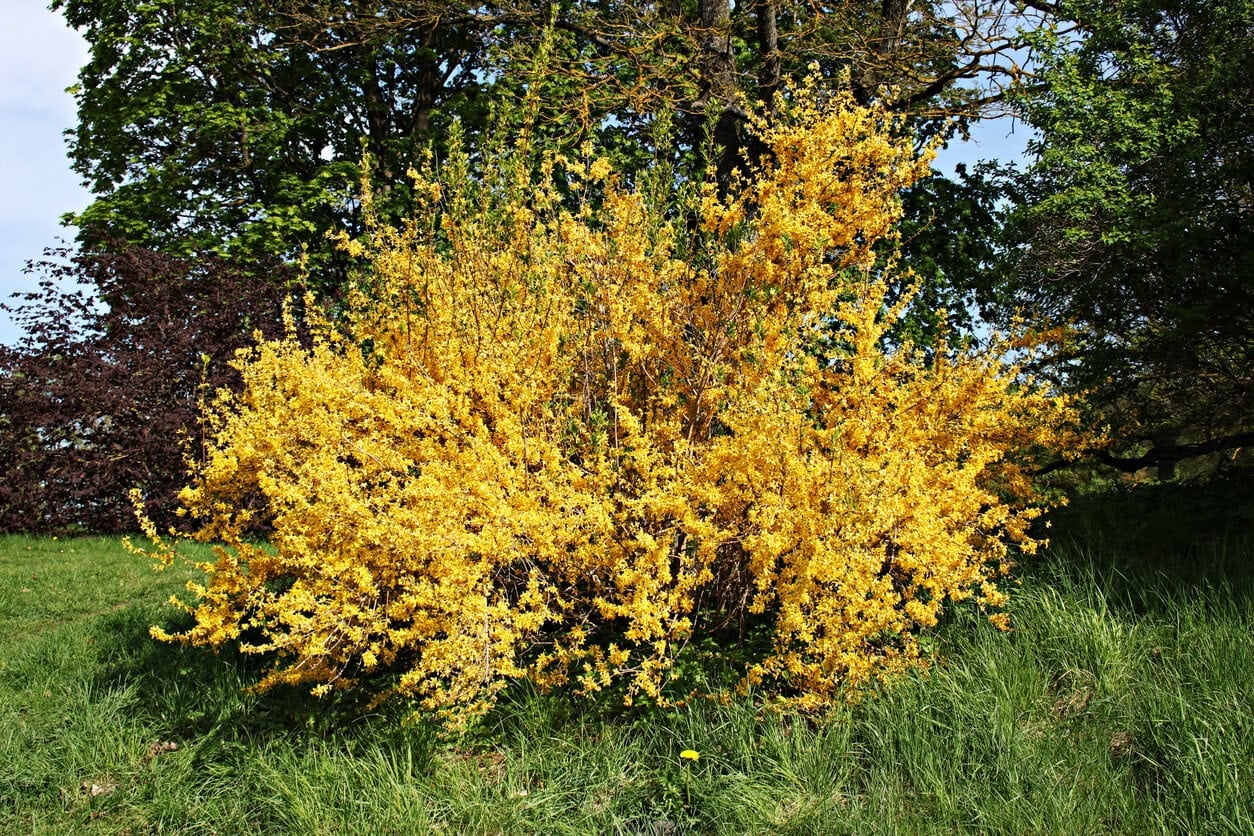 Forsythia