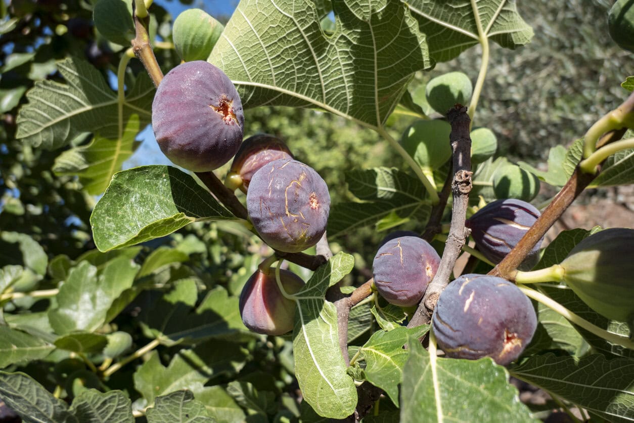 Fig tree