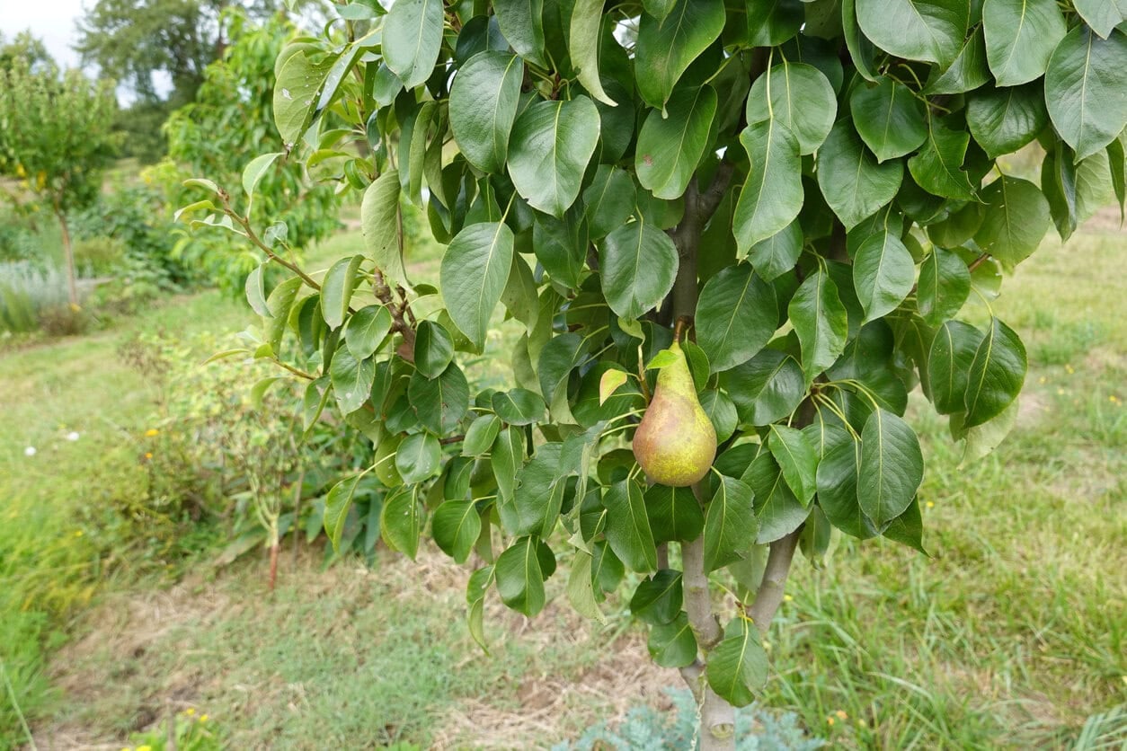 Birnbaum