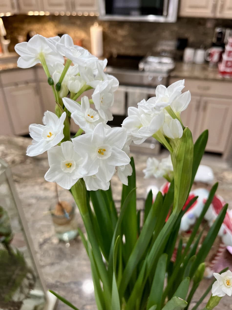 Paperwhites