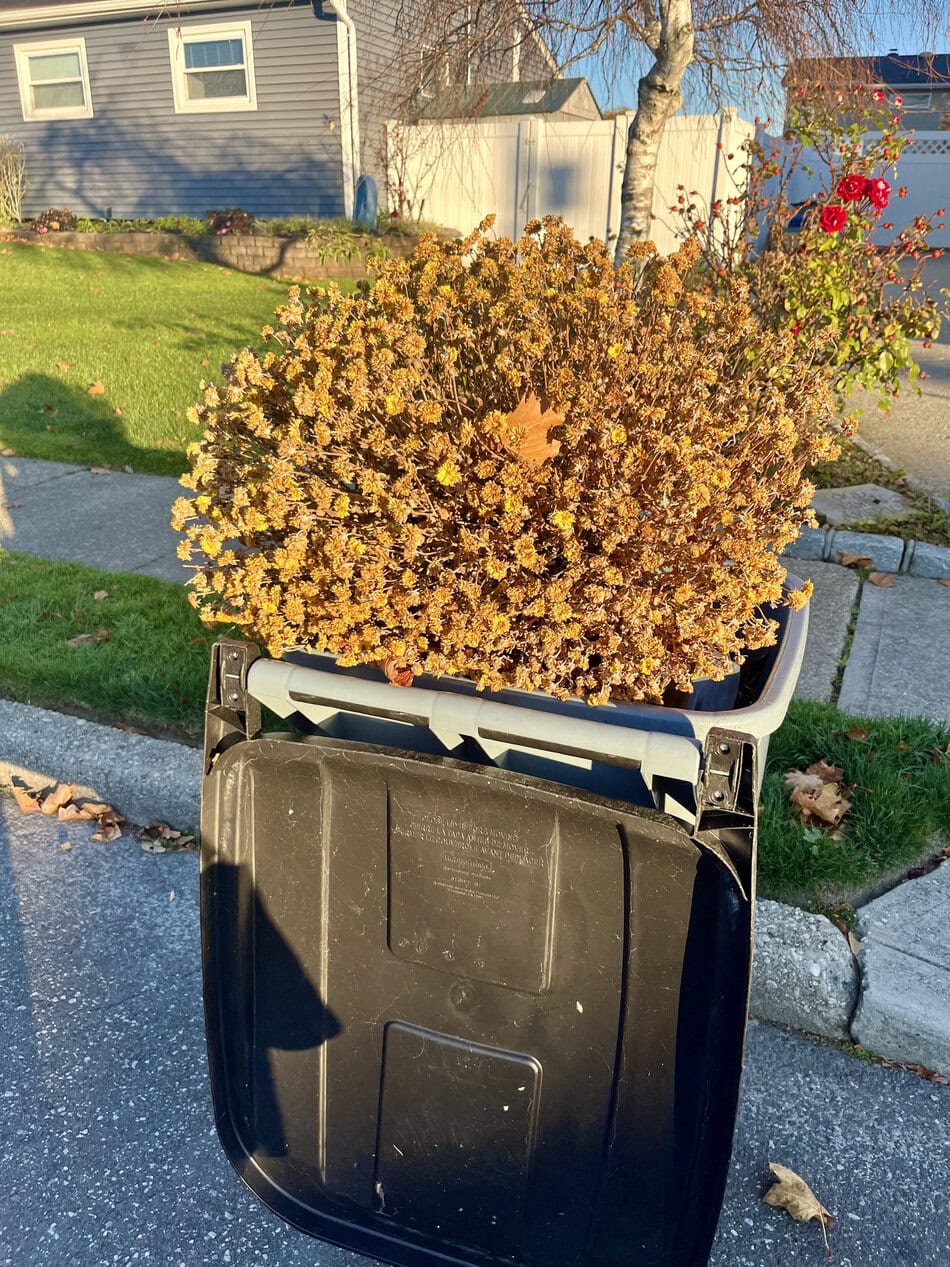 Dead Chrysanthemums on garbage
