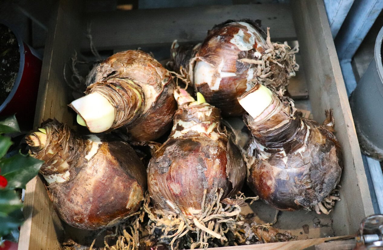 amaryllis bulbs
