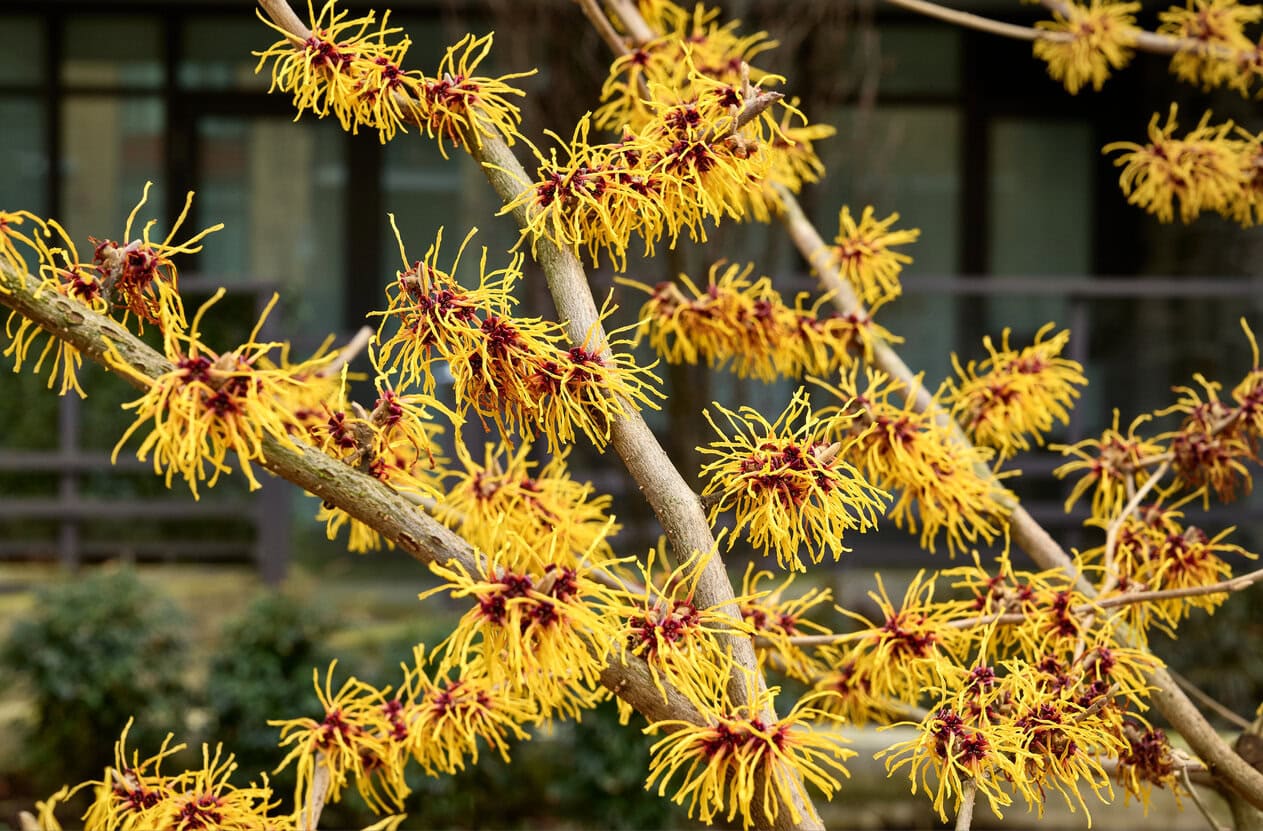 Witch Hazel (Hamamelis virginiana)