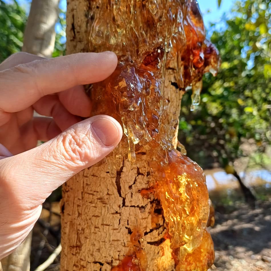 Gummy substance discharge (Gummosis) on Tamarind tree trunk