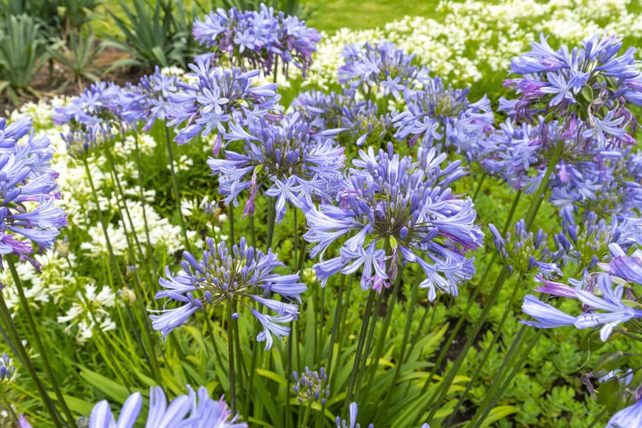 Agapanthus (Lily of the Nile)