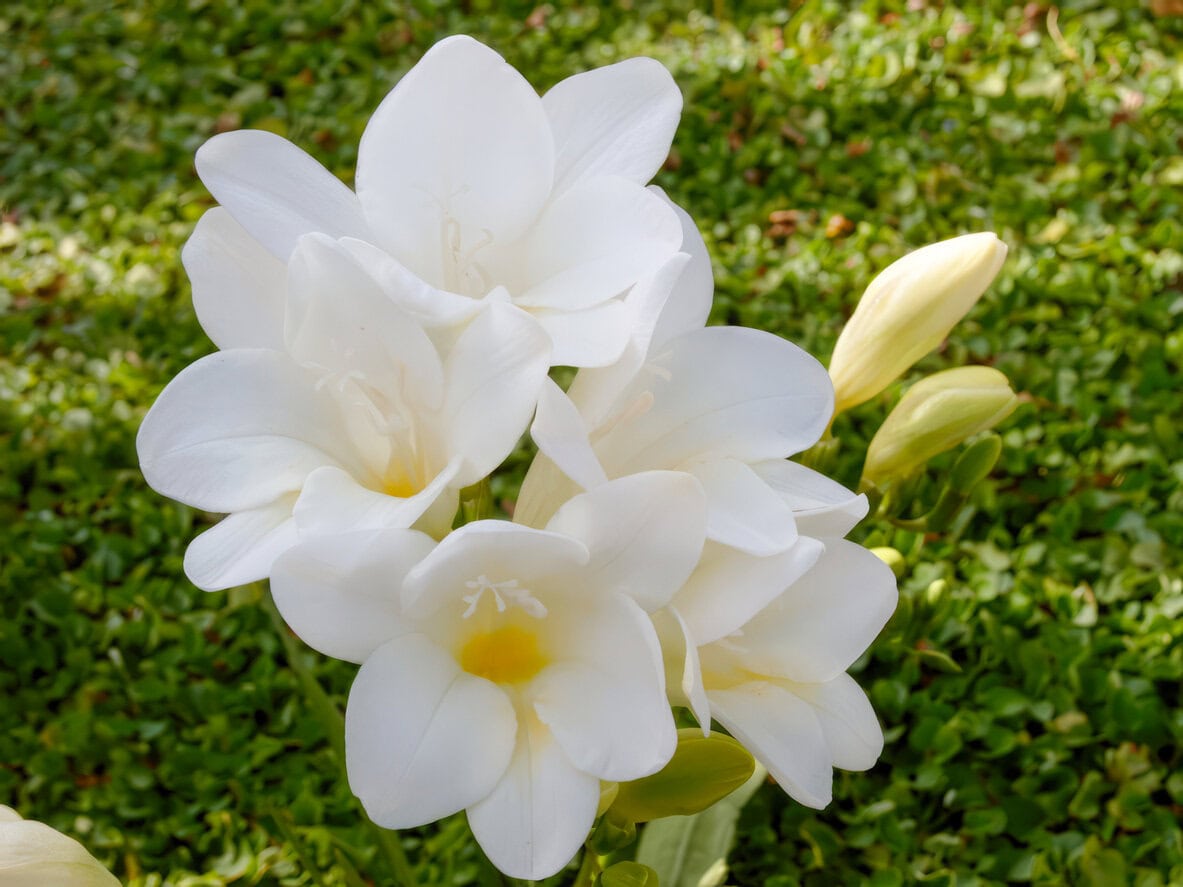 Freesia