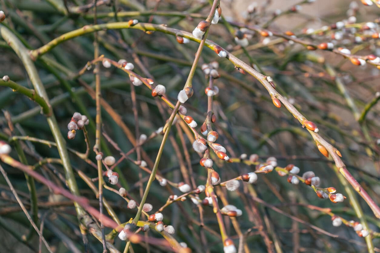 American Pussy Willow (Salix discolor)