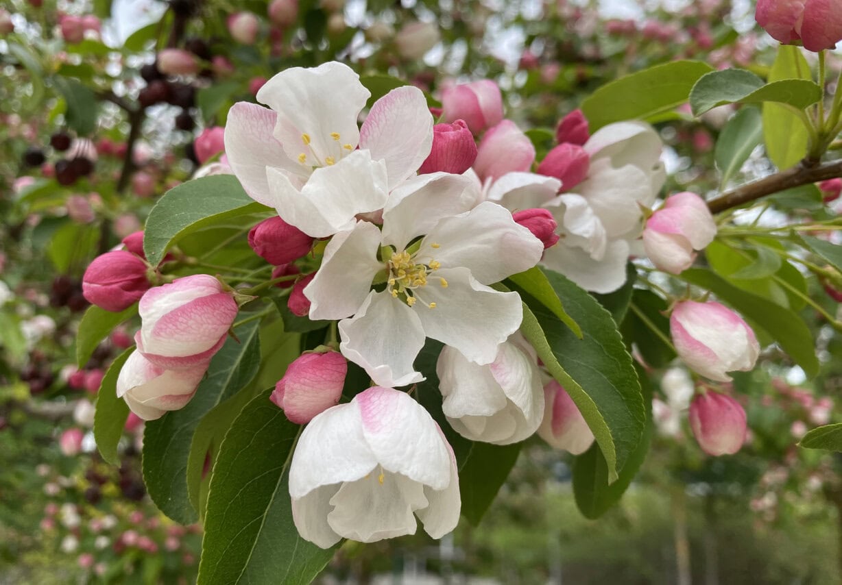 Apple tree branch blossom