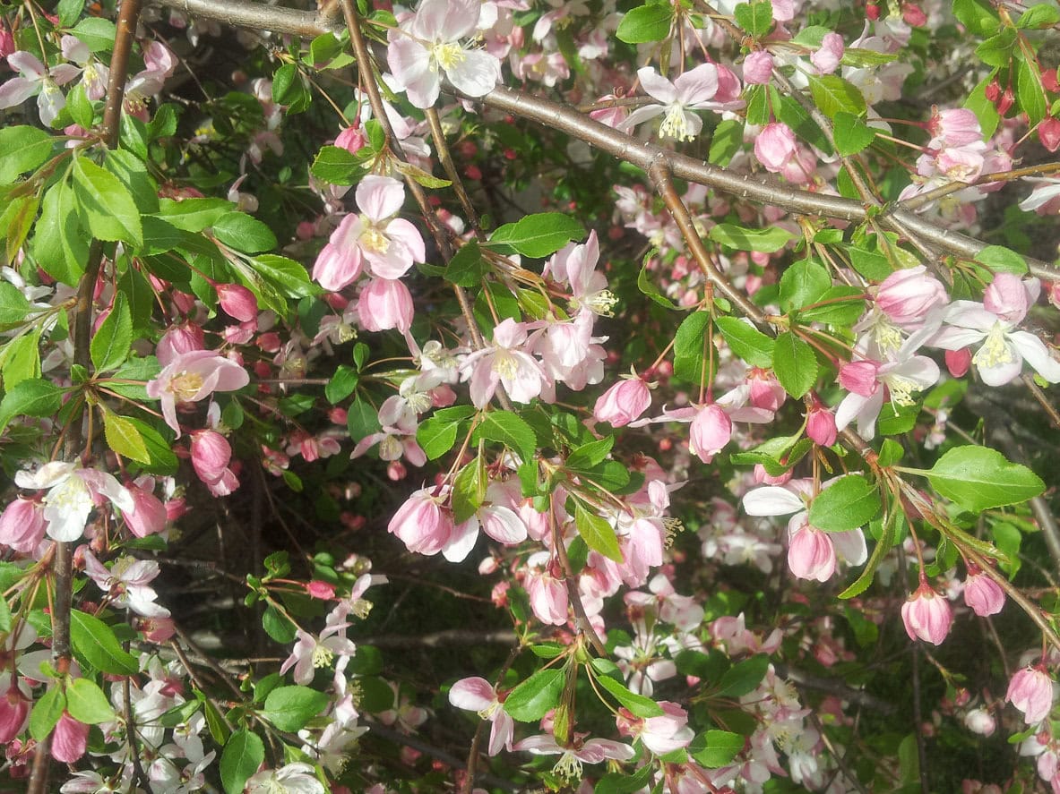 Crabapple blooms