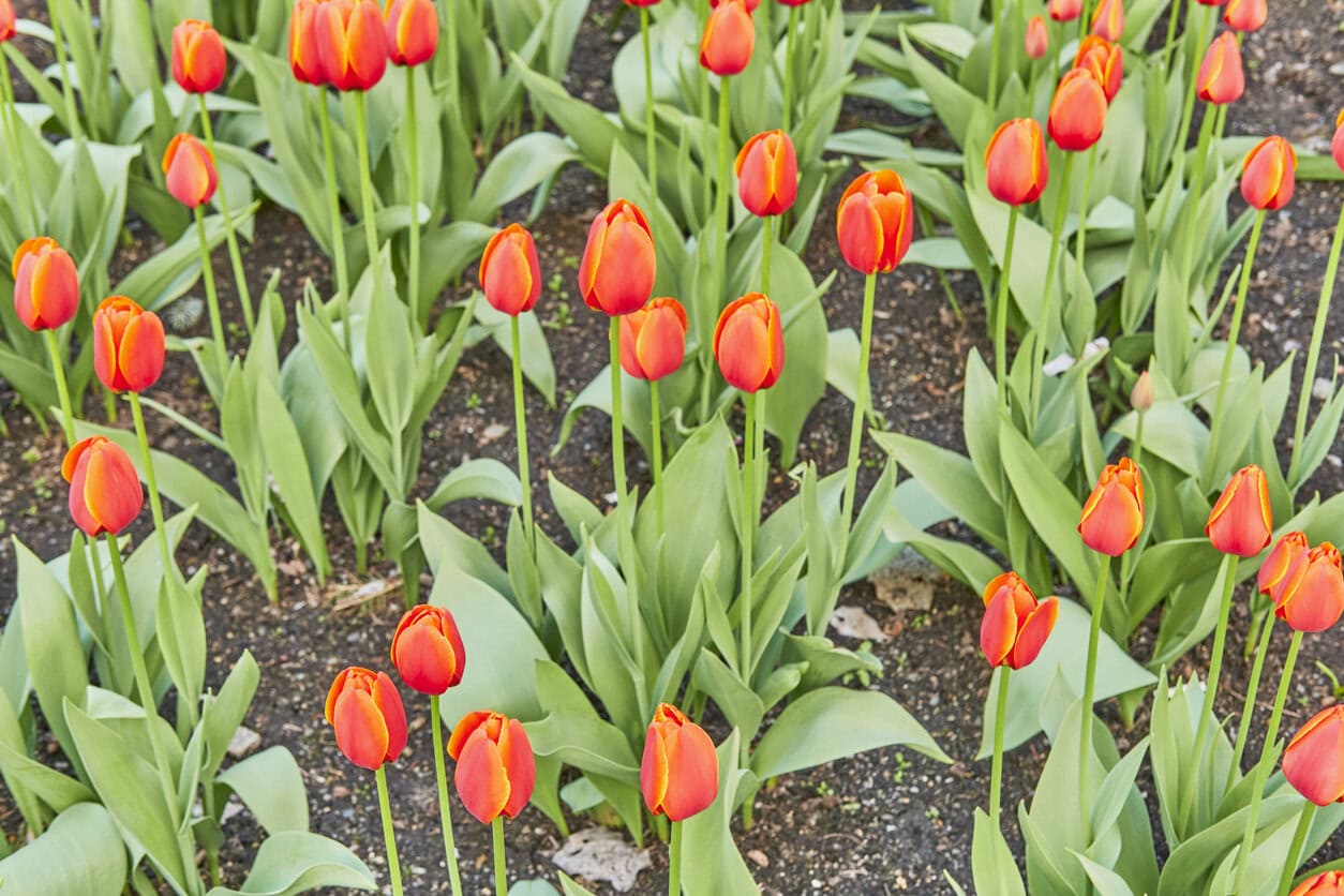 Tulips
