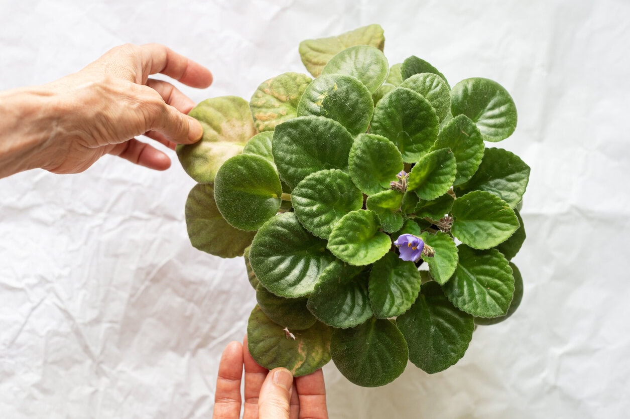 African Violet damaged yellow leaf