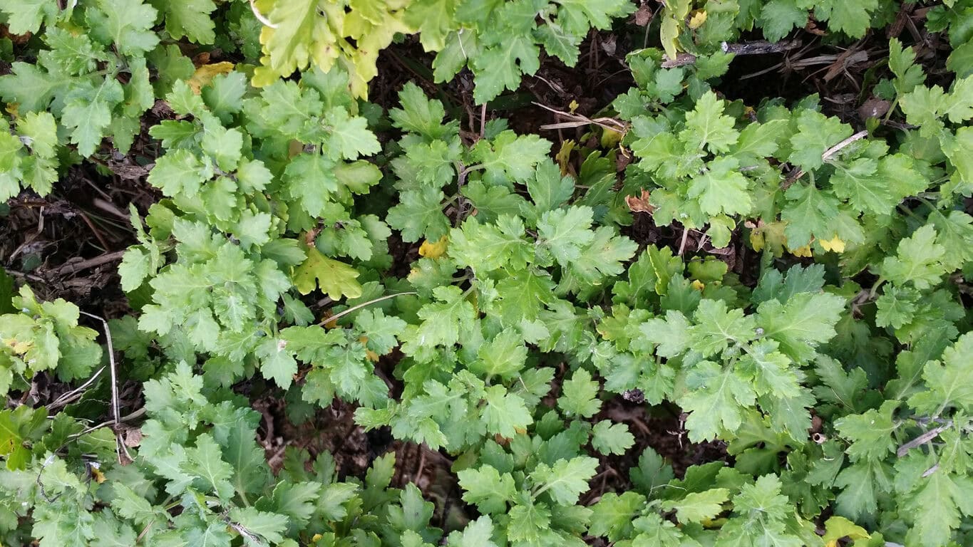 Chrysanthemum indicum