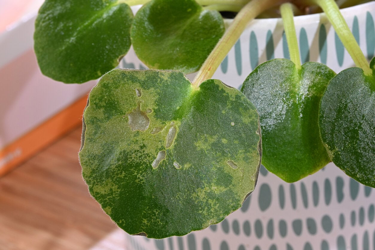 African violet leaf that has a disease