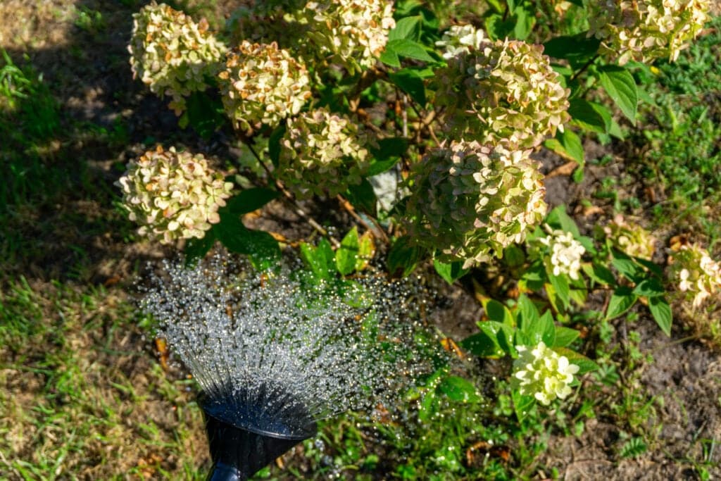 Watering hydrangea